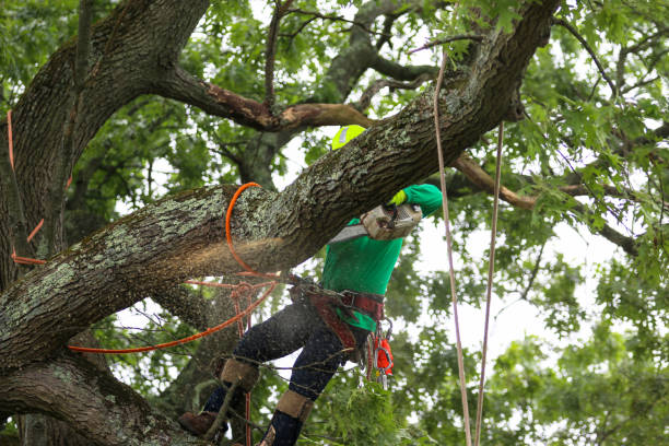 Professional Tree Care in Wheeling, IL